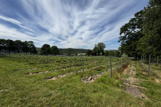 3537W 27 tv shoot location house in West Yorkshire Period property family home with vineyard