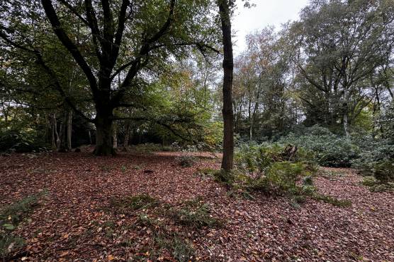 3551C 41 tv commercial location house in Cheshire woodland.JPG